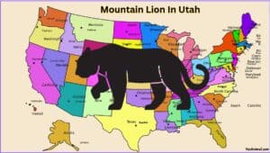 Mountain Lion In Georgia: Everything You Need To Know