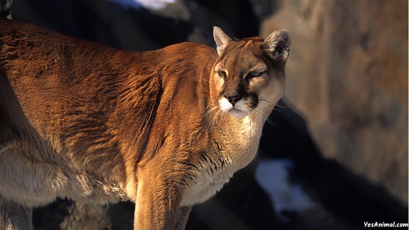 Mountain Lion In Arizona