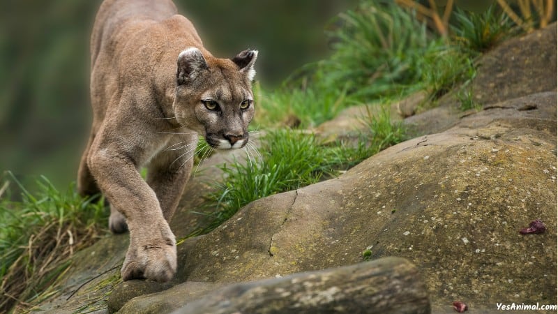 Mountain Lion In Illinois