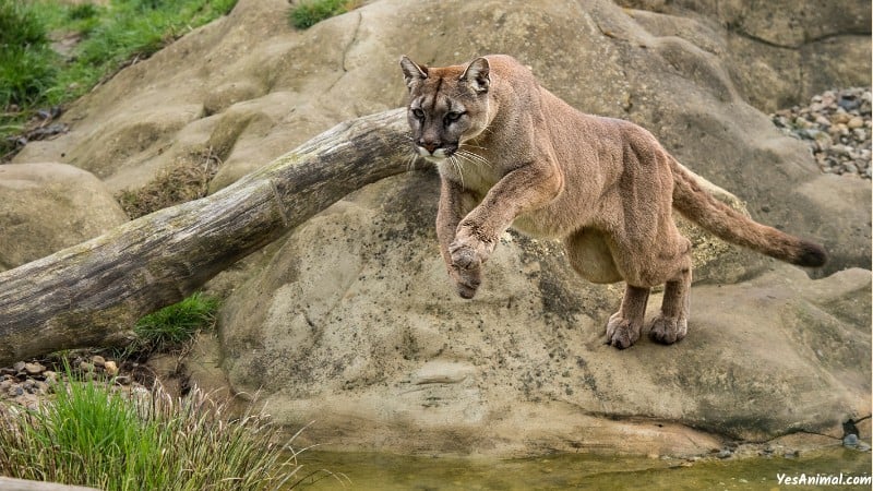 Mountain Lion In Los Angeles