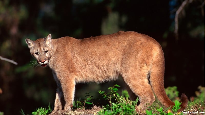 Mountain Lion In Colorado