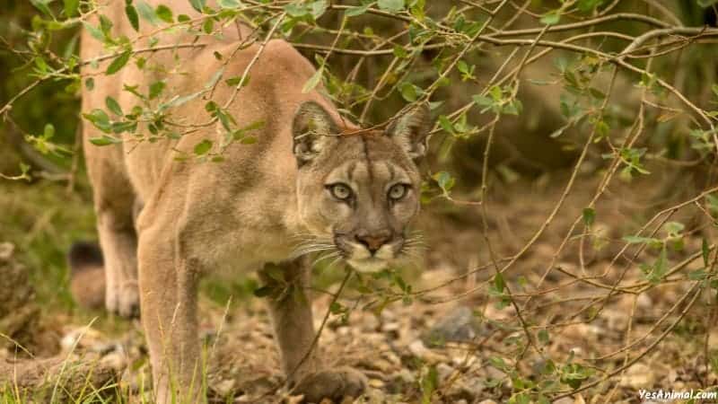 Mountain Lion In Connecticut