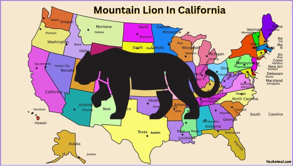 Mountain Lion In California