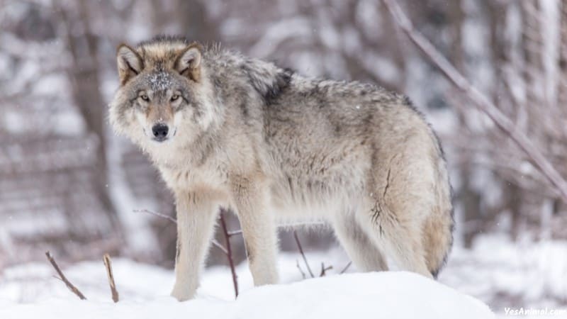 Wolf In Alaska 1