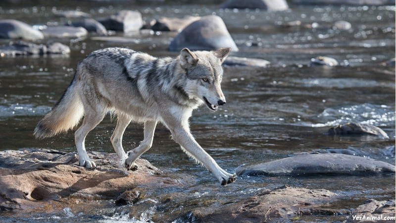 Wolf In Georgia