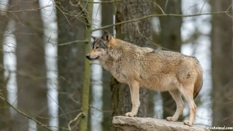 Wolf In Idaho