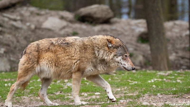 Wolf In Kentucky