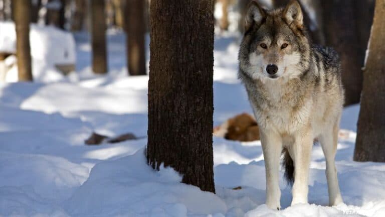 Wolf In Massachusetts: Are There Wolves In Massachusetts?