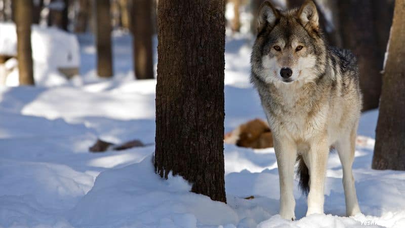 Wolf In Massachusetts