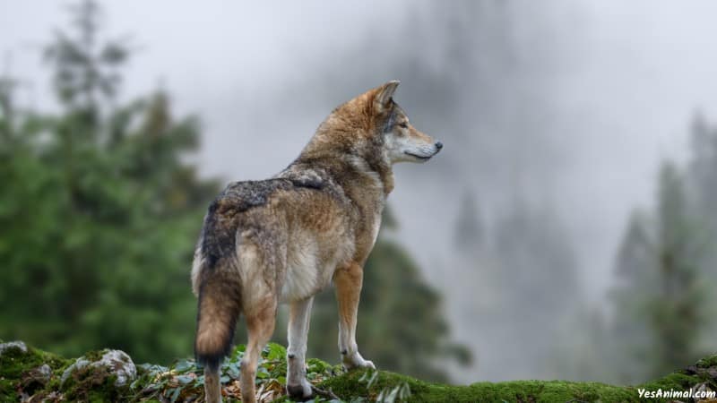 Wolf In Michigan