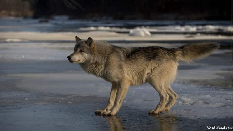 Wolf In Missouri