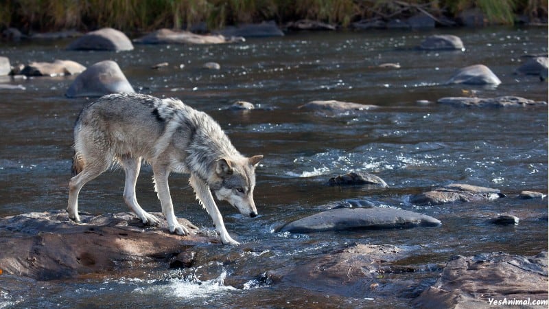 Wolf In Oklahoma