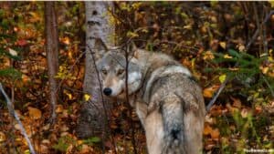 Are There Wolves In Colorado? Everything You Need To Know
