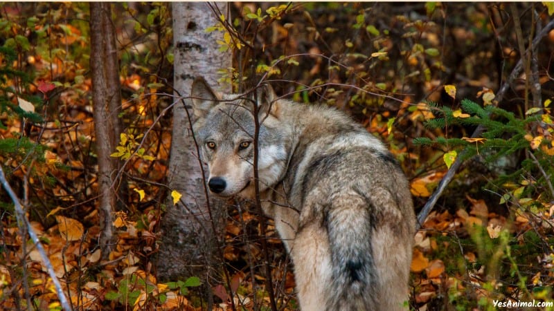 Wolf In Florida