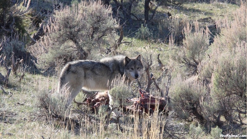 Wolf In Texas