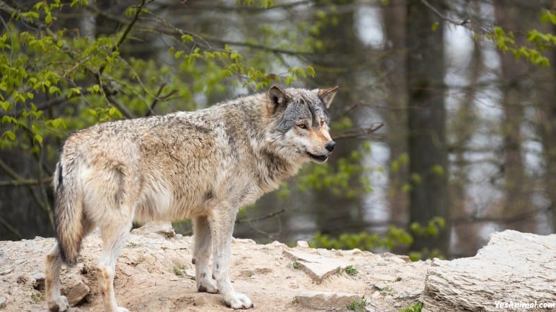 Wolf In Yellowstone