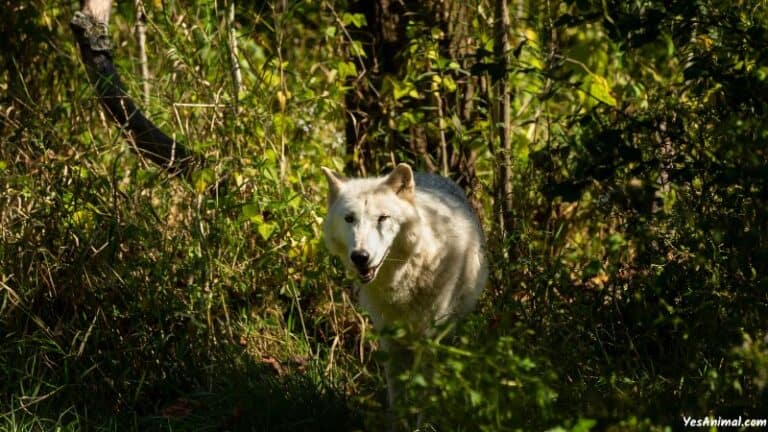 Wolf In Ohio 1 768x432 