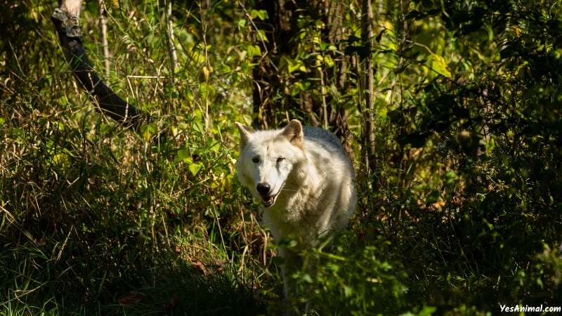 Wolf In Ohio