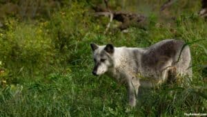 Wolf In Wisconsin: Everything You Need To Know