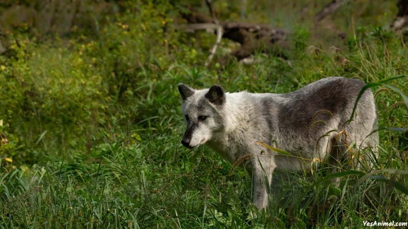 Wolf In Oregon