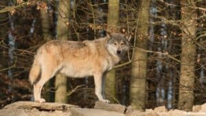Wolf In Tennessee: Everything You Need To Know