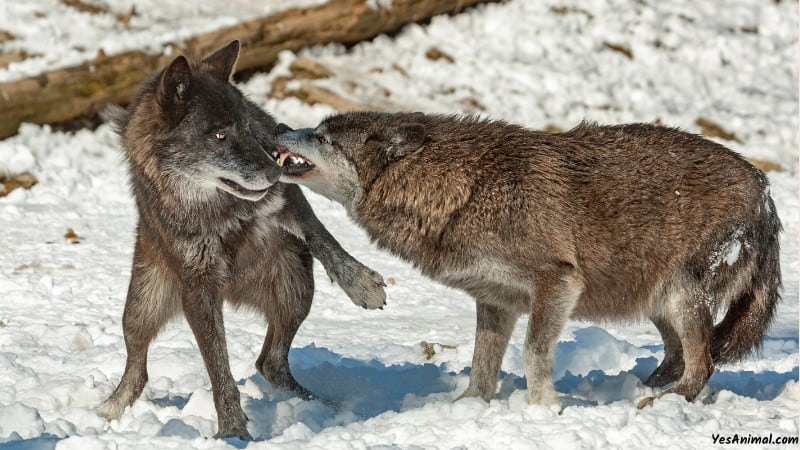 Wolf In Utah