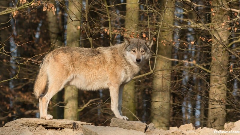 Wolf In Wisconsin