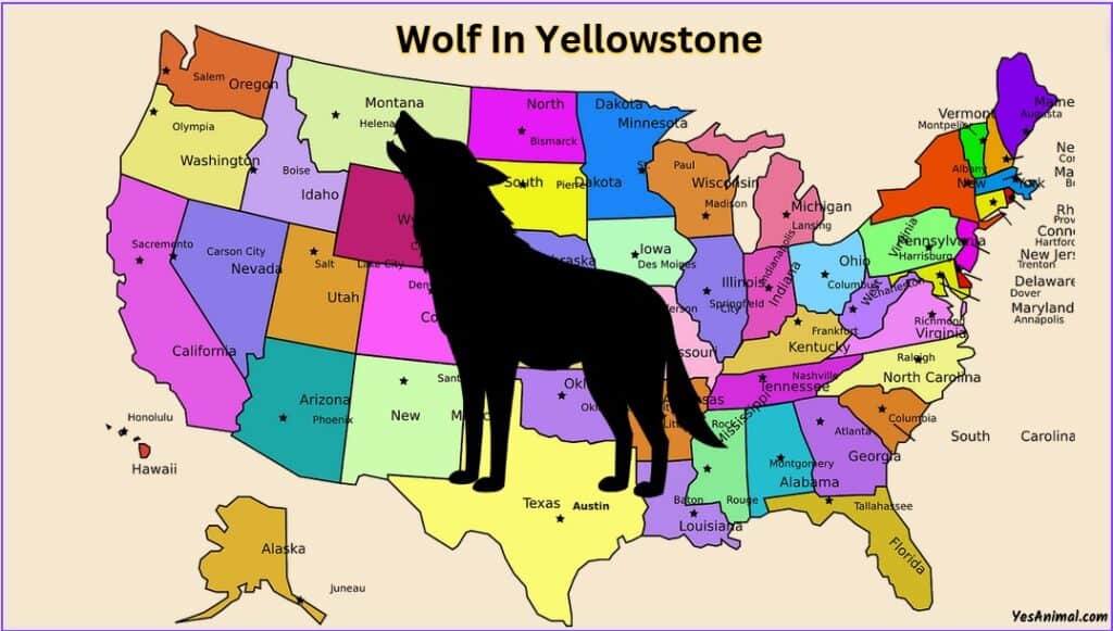 Wolf In Yellowstone