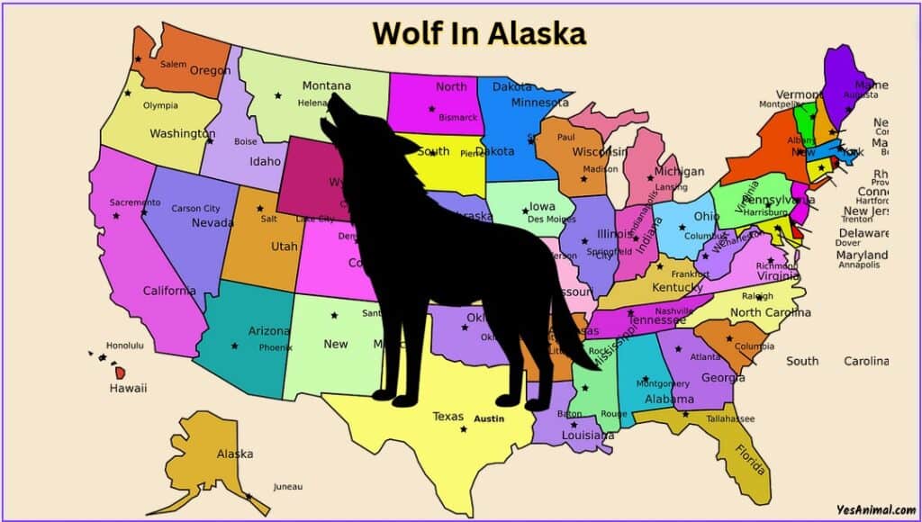 Wolf In Alaska