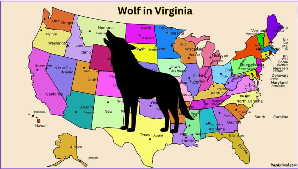 Wolf In Virginia