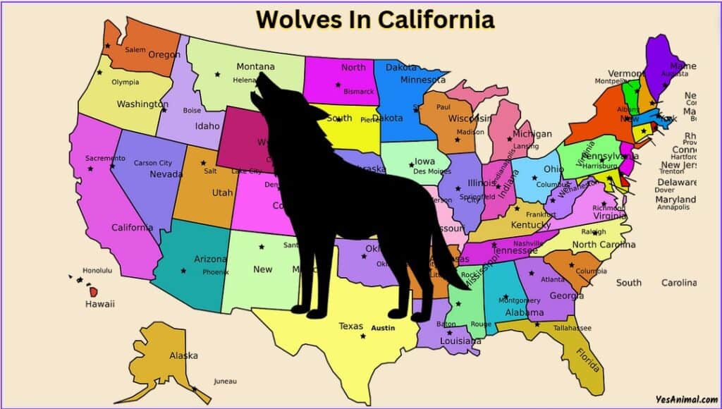 Are There Wolves In California?