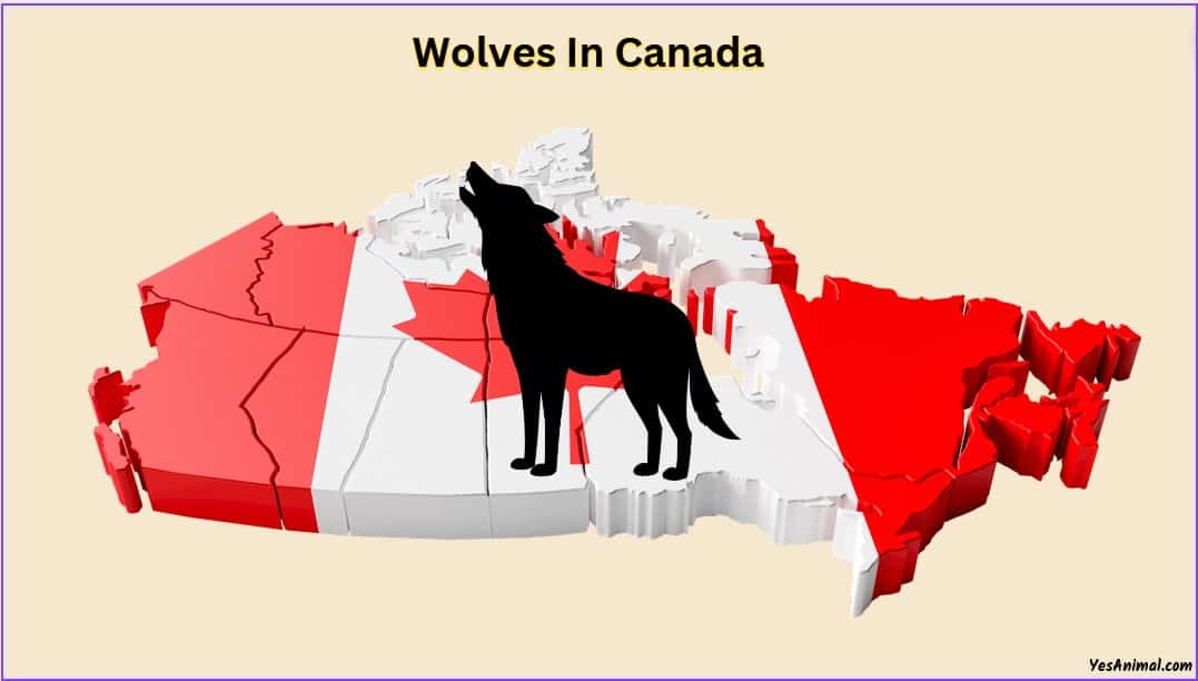 Are There Wolves In Canada? [Answered]