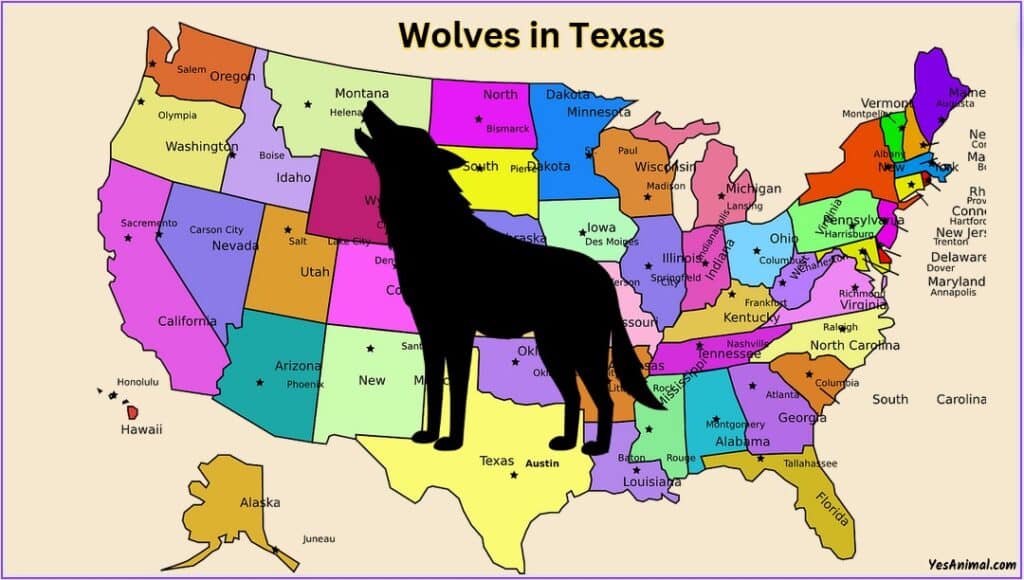 Wolf In Texas