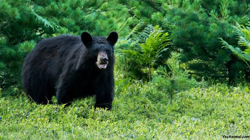 Are There Bears In Arizona?