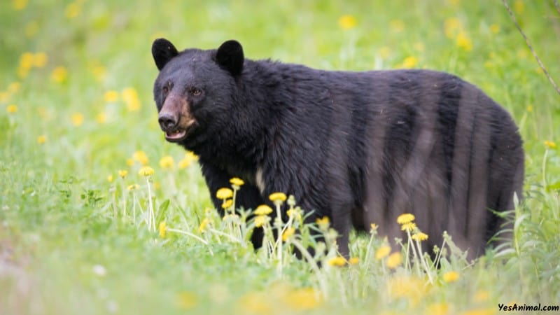 Are There Black Bears In Maryland?