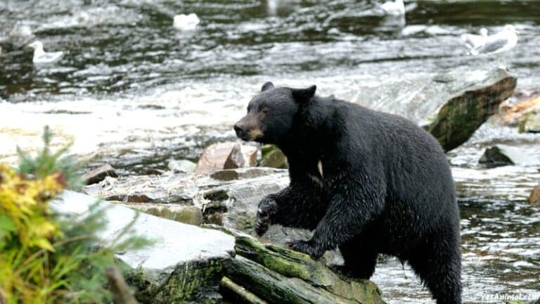 the-bears-of-eastern-north-carolina