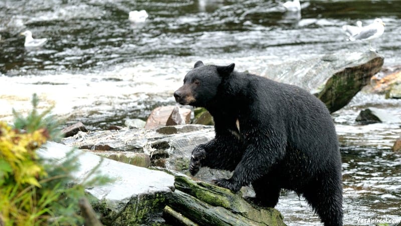 bear in north carolina