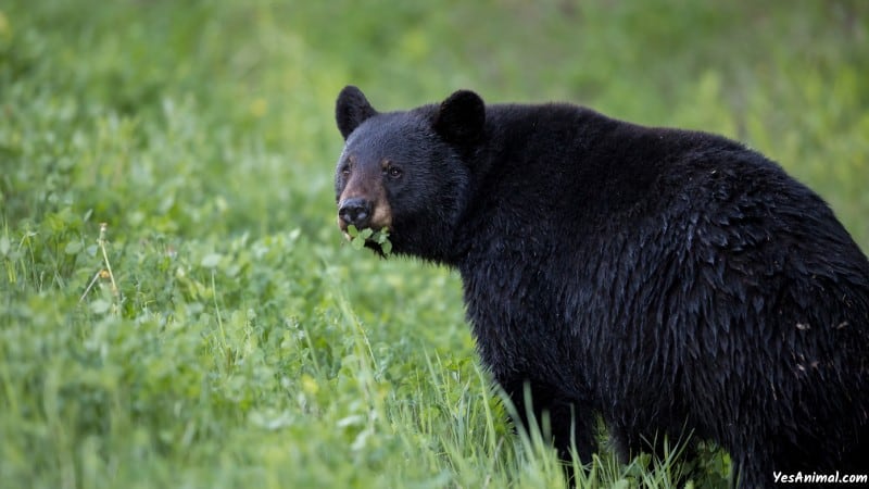 Are There Bears In Texas?