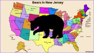 Are There Bears In New Jersey? Everything You Need To Know