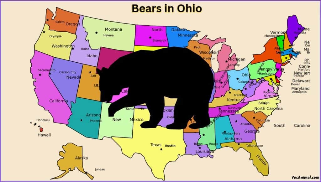 Are There Bears In Ohio?
