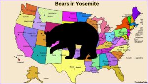 Are There Bears In Yosemite? Everything You Need To Know
