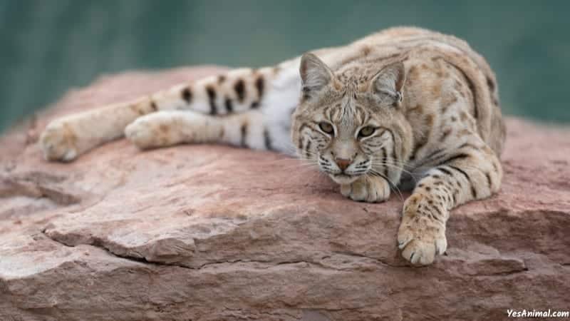 Bobcat In Arizona