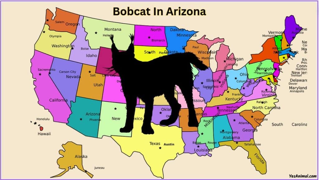 Bobcat In Arizona
