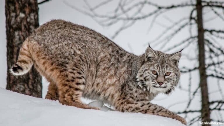 Bobcat In Connecticut Do They Still Inhabit Connecticut 