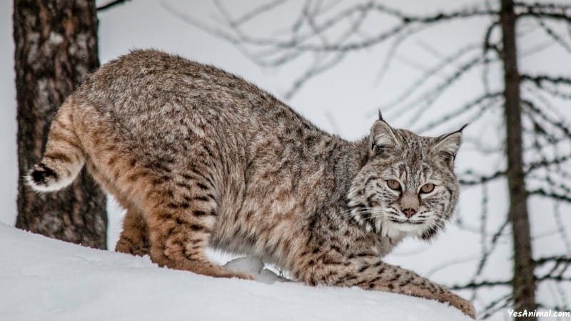 Bobcat In Connecticut