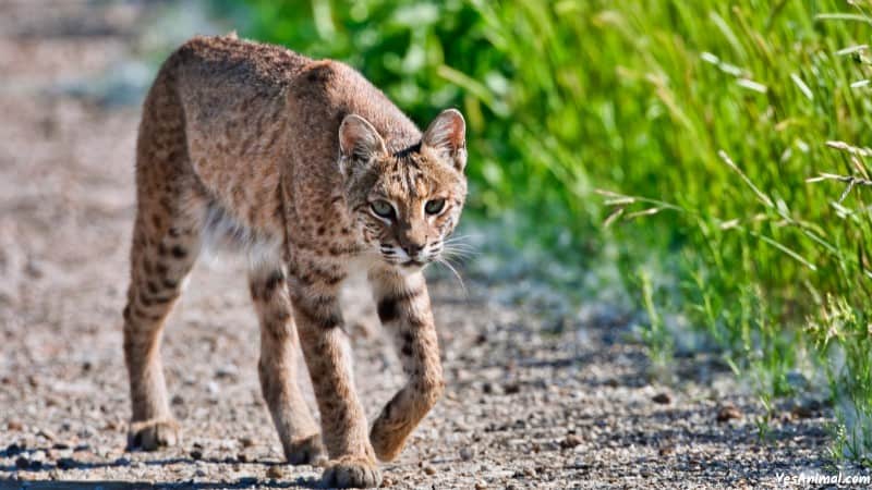 Bobcat In Florida