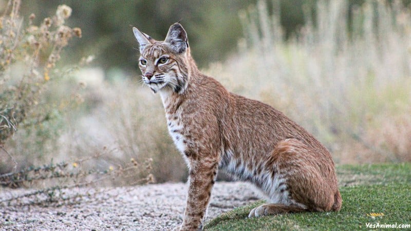 Bobcat In Montana