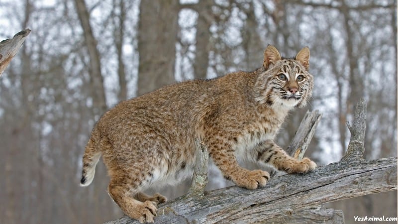 Bobcat In Ohio