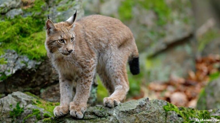 Bobcat In Texas: Do They Still Inhabits Texas?