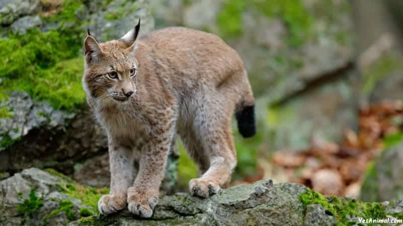 Bobcat In Texas